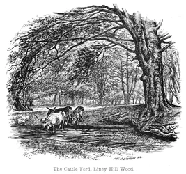 Die Viehfurt, Liney Hill Wood